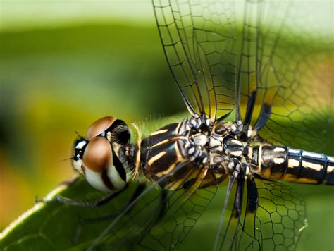 Dragonfly eyes. 8 July 2013. In Mike’s garden, Twin Lakes, WI – moxostoma