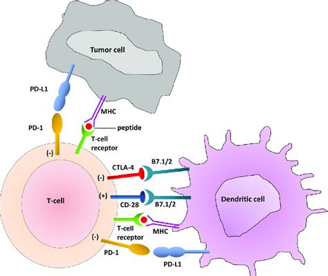 T-Cell Interaction with dendritic cells and tumor cells. The immune ...