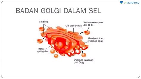 Struktur Badan Golgi | pembahasan soal twk