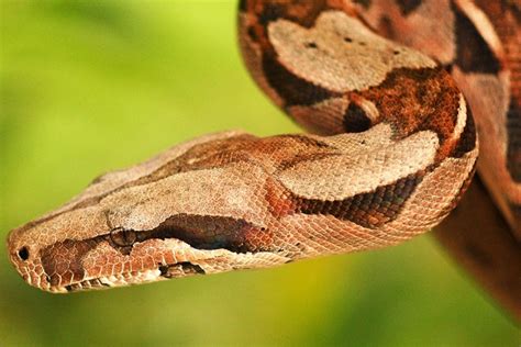 14 Species of Boas and Pythons: Amazing Constricting Snakes | PetHelpful