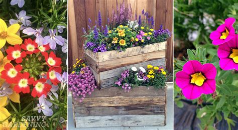 Container Plants for Full Sun: Choices for Colour, Foliage and Texture