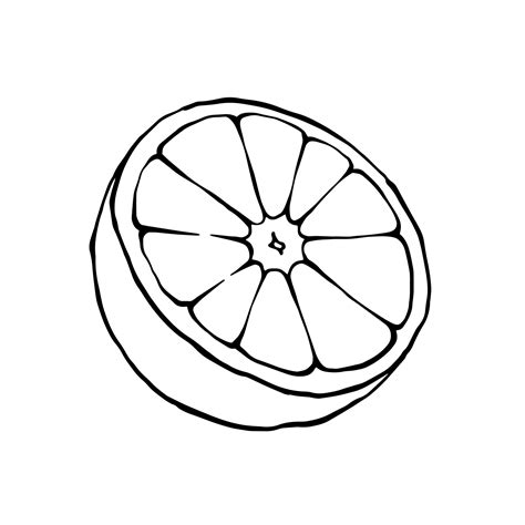 Orange half vector drawing. Outline black and white illustration of cut citrus fruit. 14460821 ...