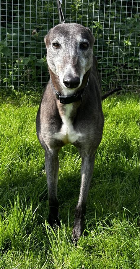 Adopt A Greyhound – Sheffield Retired Greyhounds