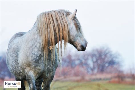 Blue Roan Horse Breeds, Origins, Colors & Names (W/ Pictures)