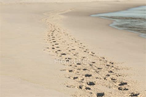 Footprints in the sand at the beach — grain, coastline - Stock Photo ...