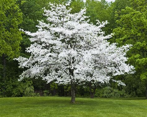 American Dogwood Tree - Westchester Tree Life