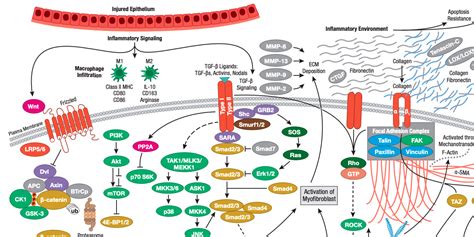 Fibrosis: When Wound Healing Turns to Disease