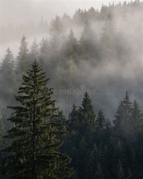 Foggy Mountain and Forest Landscape during the Golden Sunrise. Stock ...