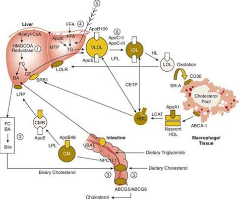 . Disorders of Lipid and Lipoprotein Metabolism | Obgyn Key