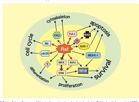 Figure 2 from Extracellular signal regulated kinase (ERK)/mitogen activated protein kinase (MAPK ...