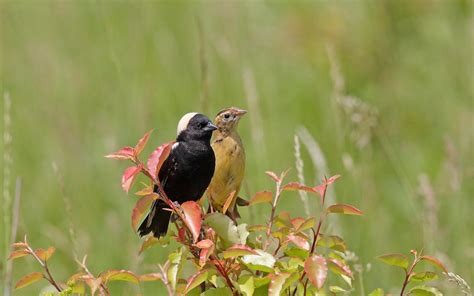 Bobolink | Audubon Field Guide