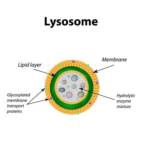 Lysosome Diagram Labeled