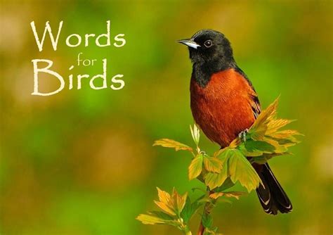 Words for Birds: How to Write for the 3 Billion Lost | Spring Creek Prairie Audubon Center