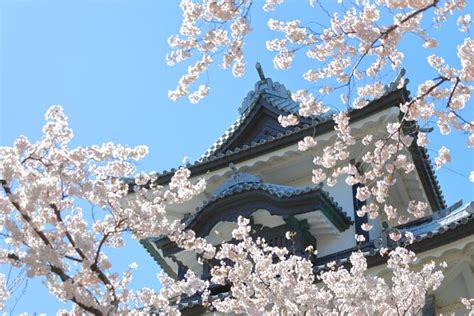 4 Hour Unique Kanazawa Cherry Blossom Sakura Private Experience