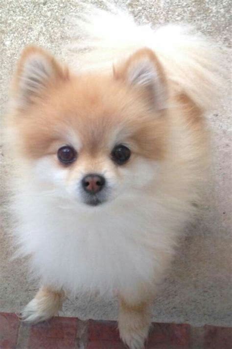 Pin on Pom Mom loves tiny dogs