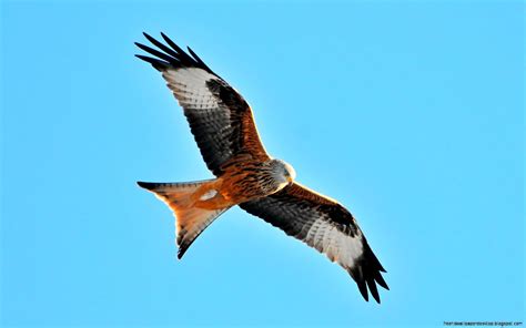 Red Kite Bird Of Prey Hd Wallpaper | Free High Definition Wallpapers