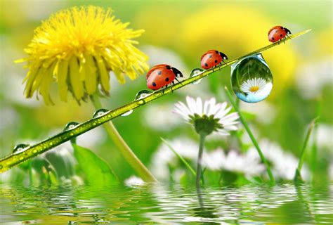 Flowers and Ladybugs Wallpapers - 4k, HD Flowers and Ladybugs Backgrounds on WallpaperBat