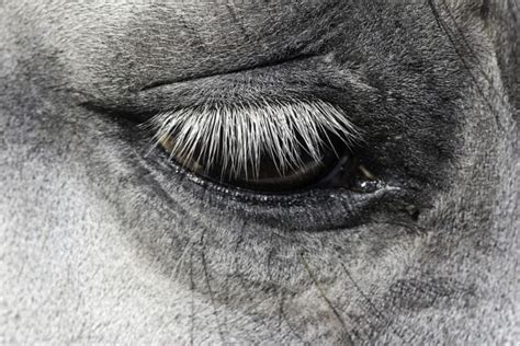 Eye Infections and Injuries in Horses - Enjoy The Pets