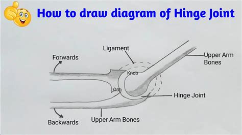 Hinge Joint Diagram For Kids