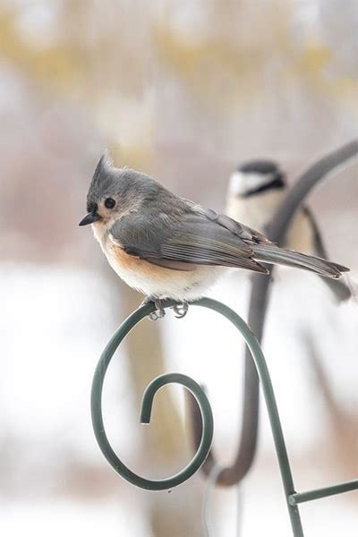 Bird Informer: Tufted Titmouse: Bird Identification, Habits, Facts, Nesting