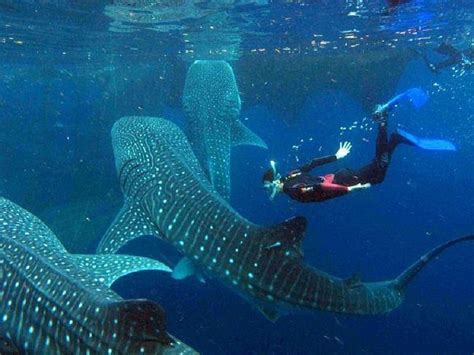 OSLOB WHALE SHARKS: 2022 - tutto quello che c'è da sapere