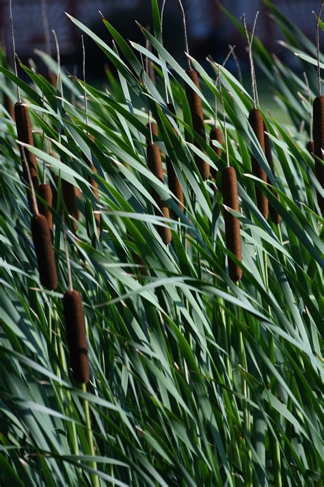 Bulk Cattail Seeds Broadleaf Cattail Seeds Typha Latifolia - Etsy