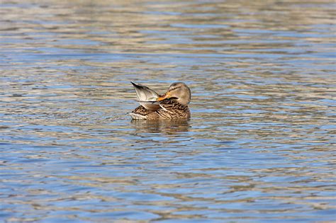 Mating Mallards/ducks_mating_2901091737