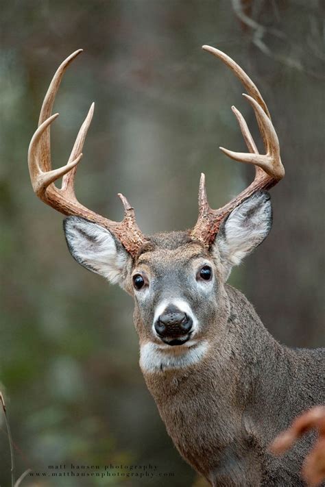 A big 10 point buck looks startled and surprised by the camera. | Deer ...