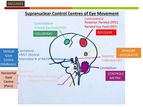 PPT - Supranuclear Eye movement disorders PowerPoint Presentation, free download - ID:8939881