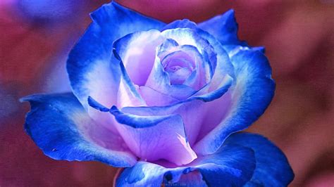 Royal Blue Flowers HD Wallpapers - Top Free Royal Blue Flowers HD Backgrounds - WallpaperAccess