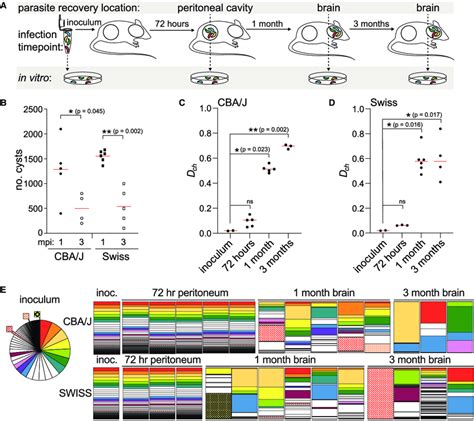 The population structure of the T. gondii chronic infection is dynamic... | Download Scientific ...