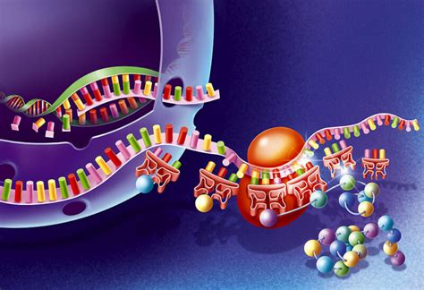 Dna Translation Animation