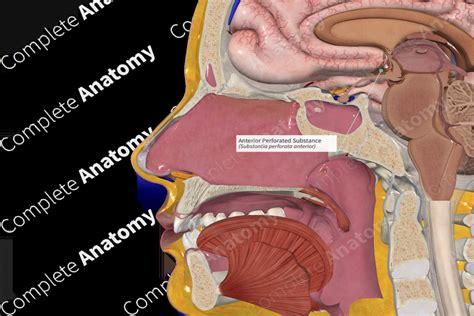 Anterior Perforated Substance | Complete Anatomy