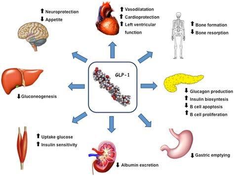 Glucagon Like Peptide (GLP-1) Agonist Drugs For Type, 54% OFF