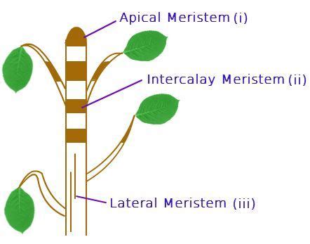 What are intercalary cells?