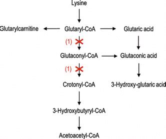 Lysine metabolism. A deficiency of glutaryl-CoA dehydrogenase (enzyme ...