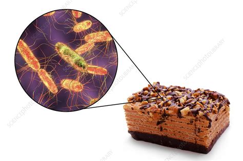 Salmonella food poisoning, conceptual illustration - Stock Image - F021 ...