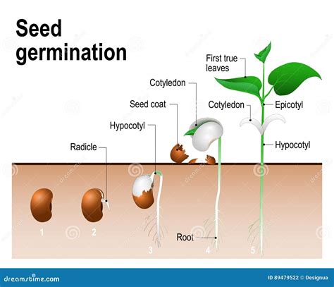 Seed germination stock vector. Illustration of germinate - 89479522