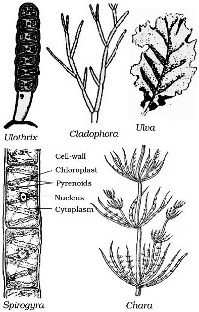 What is Thallophyta? - Sarthaks eConnect | Largest Online Education ...