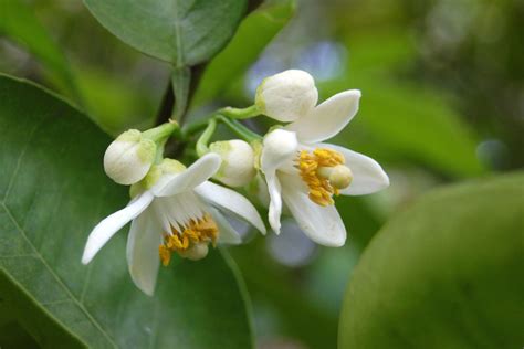 蜜柑の花(みかんのはな）初夏 – 季語と歳時記