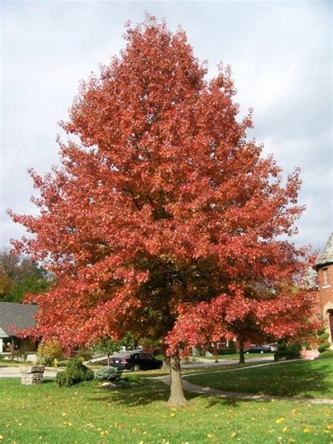 Quercus palustris - Pin Oak - Bare Rooted