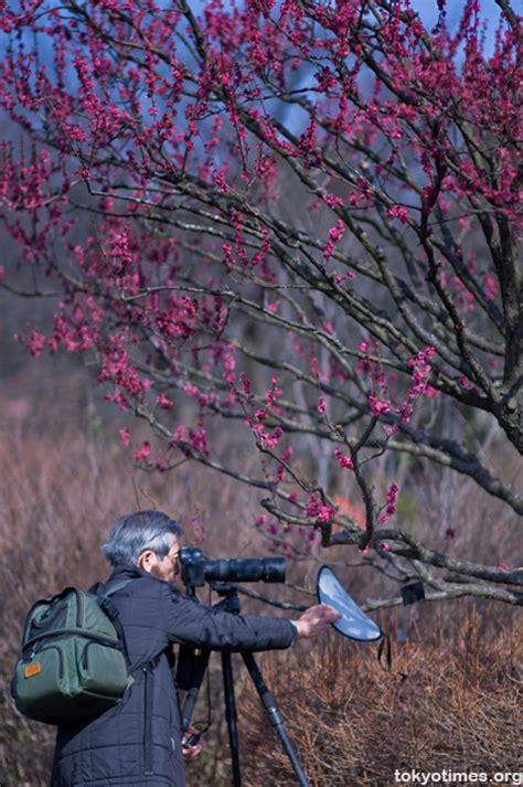 Japanese plum blossom — Tokyo Times