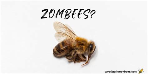 Zombie Bees -A Parasitic Threat to Your Hives?- Carolina Honeybees