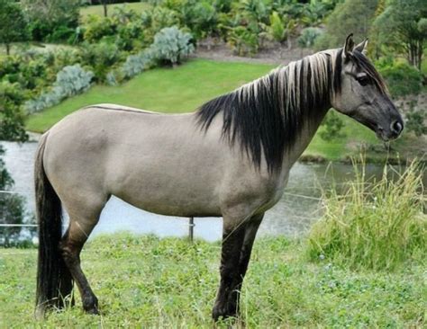 Willowvale Spanish Mustangs | Grulla horse, Horses, Horse breeds