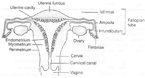Draw A Labelled Diagram Of A Human Female Reproductive System Class | Images and Photos finder