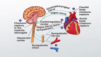 Chemoreceptors Definition, Location & Examples - Lesson | Study.com