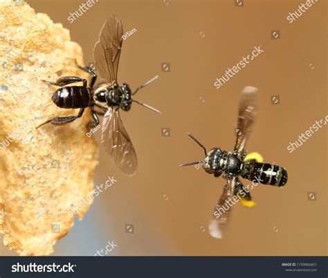 3,847 Stingless bees Images, Stock Photos & Vectors | Shutterstock