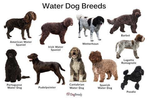 List of Water Dog Breeds With Picture | 101DogBreeds.com