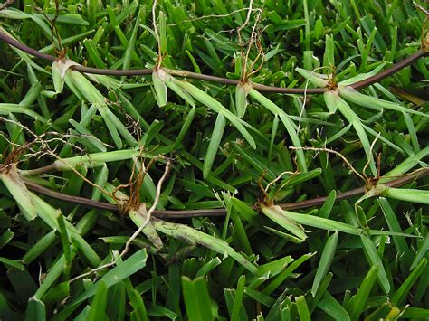 PLANTanswers: Plant Answers > BE SURE YOU ARE GETTING FLORATAM ST. AUGUSTINE GRASS!!!