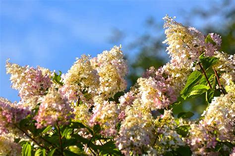 How to Grow Panicle Hydrangea (Hydrangea paniculata)